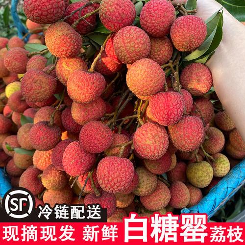 高州白糖罂荔枝新鲜水果妃子笑荔枝现摘5斤装顺丰冷链