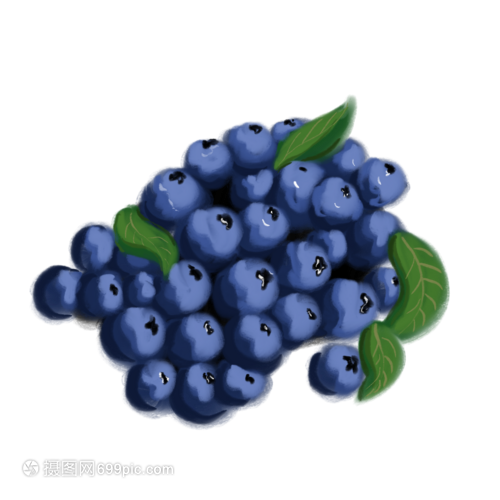 蓝莓小小记 从果实到插画的可爱变身